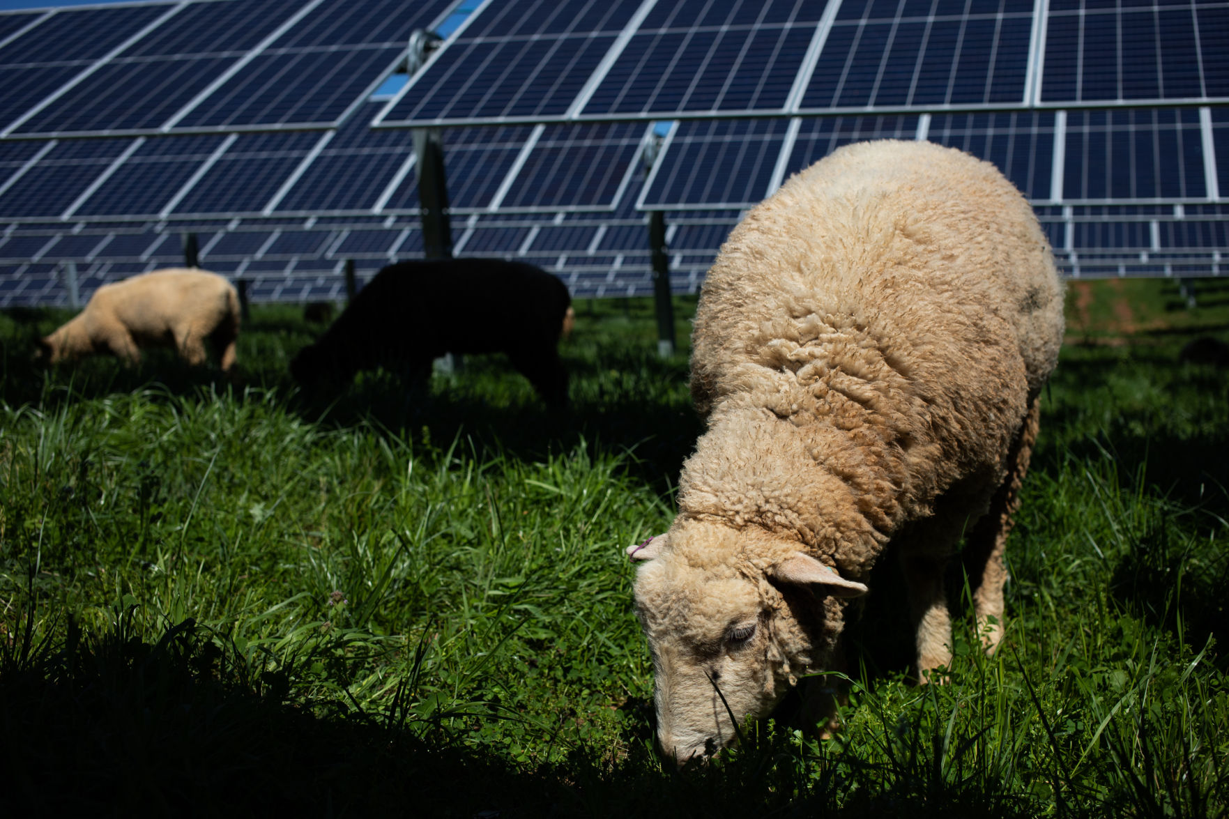 Sheep Farm_15.jpg